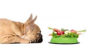 healthy dogs