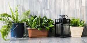 How to Decorate Your House with Green Plants