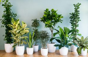 How to Decorate Your House with Green Plants?