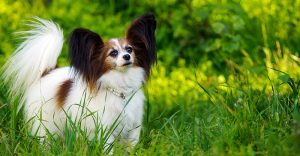 Top 10 Most Intelligent Dog Breed