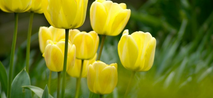 Who and When Give Yellow Tulips?