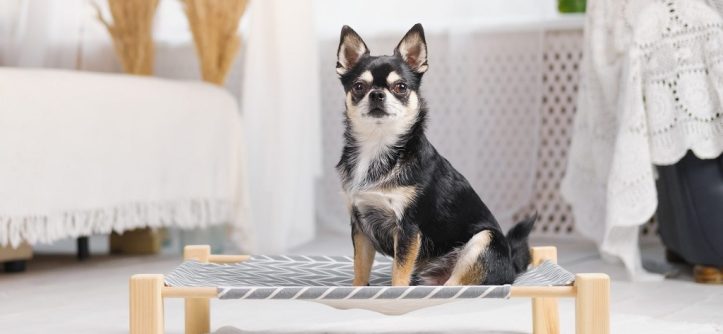 Elevated dog beds for training vs general use vs both