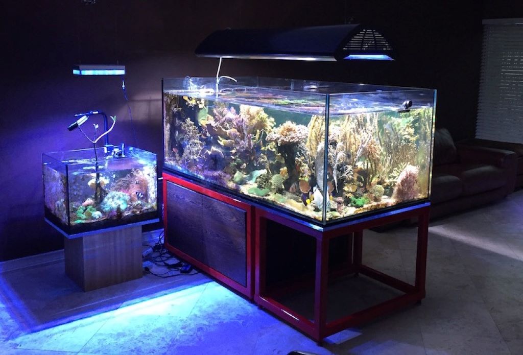 Beautiful view of Reef Tank Water Change Size Calculation
