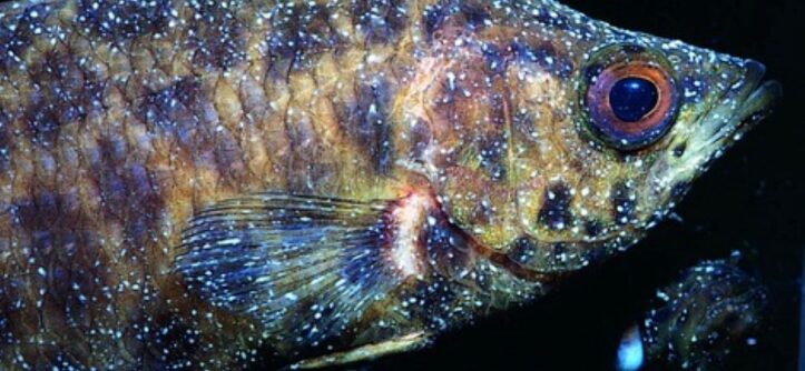 What are the mineral deficiency diseases in fish