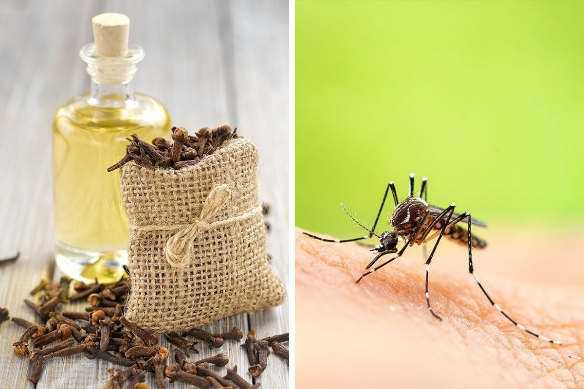 Is clove oil safe for children and pets