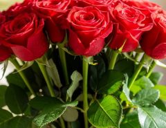 Vibrant red roses with green stems representing passionate love and deep emotional bonds