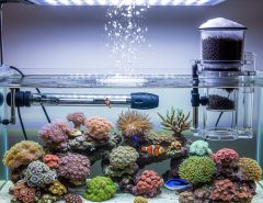 Can a protein skimmer be too small for my nano reef tank