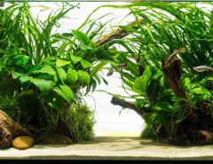 Choosing the right aquarium substrate for healthy fish and aquatic plants