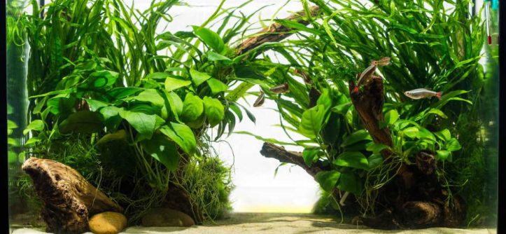 Choosing the right aquarium substrate for healthy fish and aquatic plants